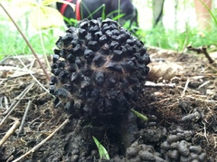 Strobilomyces confusus