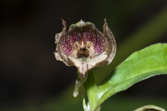 Brachycorythis helferi