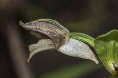 Brachycorythis helferi