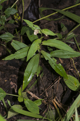 Brachycorythis helferi