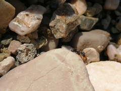 Camponotus rubrithorax