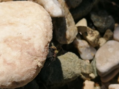 Camponotus rubrithorax