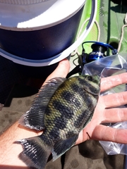 Heterotilapia buettikoferi