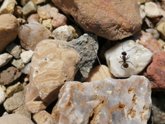 Camponotus rubrithorax