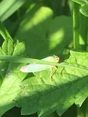 Cicadella