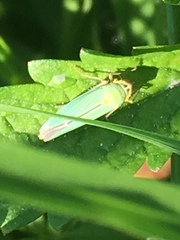 Cicadella