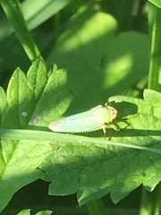 Cicadella