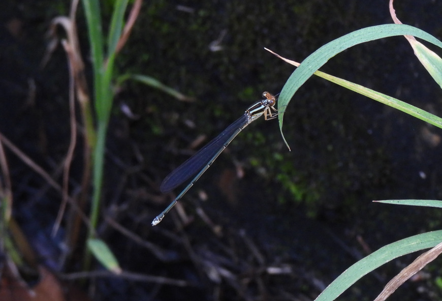 Pseudagrion crocops (Pseudagrion crocops)