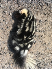 Spilogale angustifrons