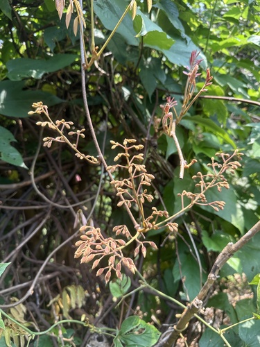 Derris elliptica observed 2025-04-30