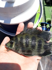 Heterotilapia buettikoferi