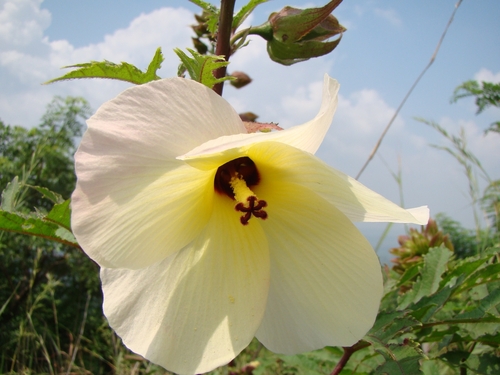 Abelmoschus manihot (L.) Medik.