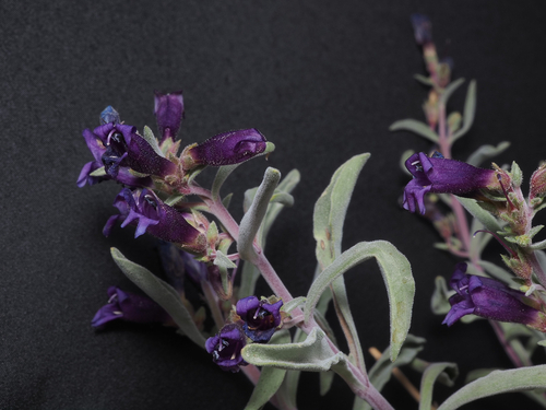 King's Beardtongue (Penstemon kingii)