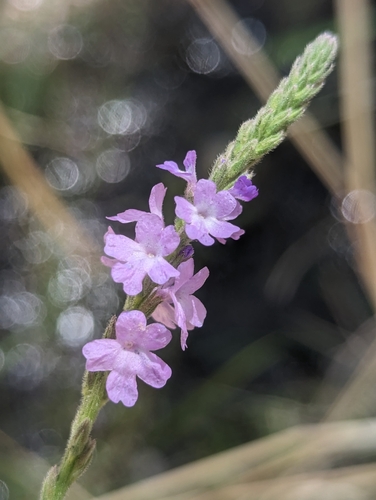 Verbena neomexicana var. xylopoda