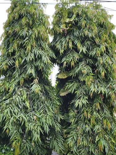 Monoon longifolium