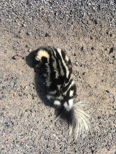 Southern Spotted Skunk