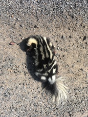 Spilogale angustifrons