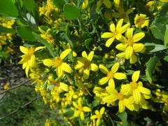 Osteospermum moniliferum