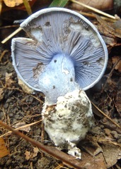 Cortinarius subsolitarius