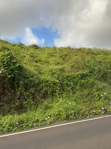 Ipomoea indica observed 2025-05-25