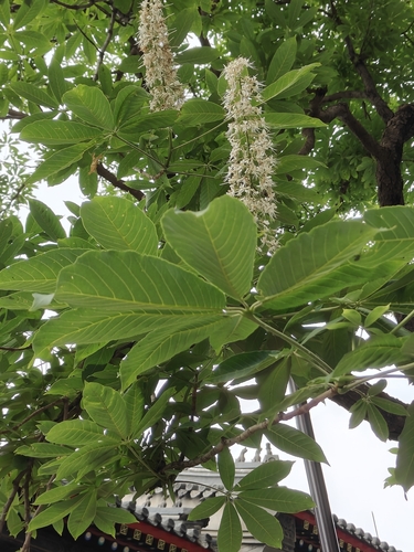 Aesculus chinensis, 2025-05-23
