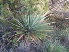 Yucca madrensis