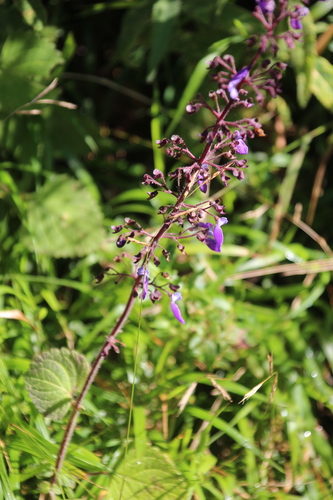 Coleus bojeri