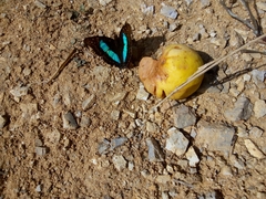 Doxocopa laurentia cherubina