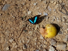 Doxocopa laurentia cherubina