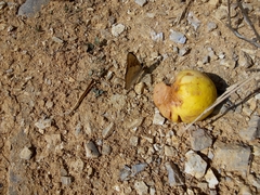 Doxocopa laurentia cherubina