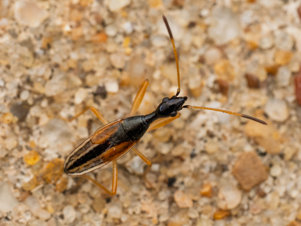 Long-necked Seed Bug