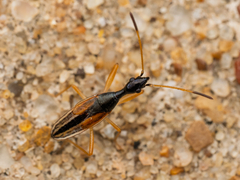 Long-necked Seed Bug