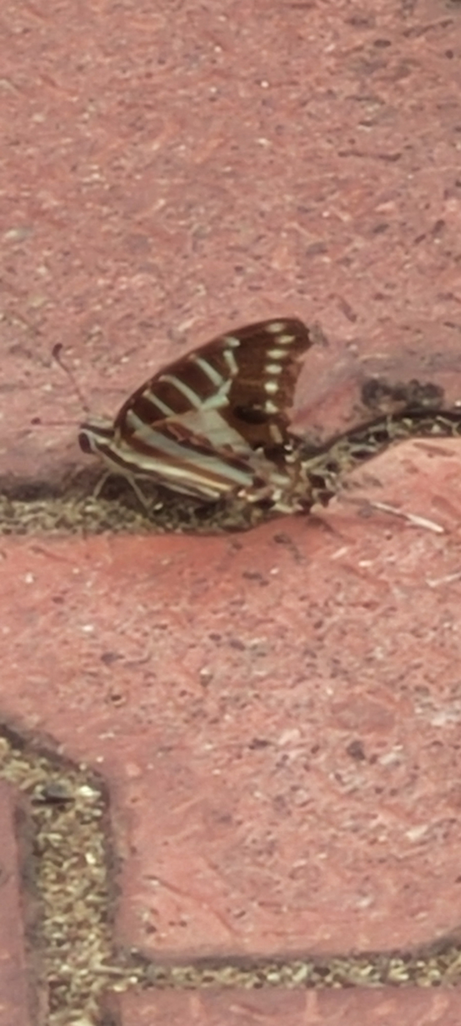 Spot Swordtail