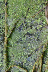 Wolffia arrhiza