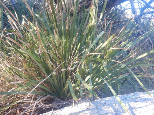 Lomandra longifolia