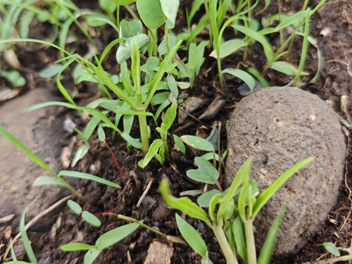 Ceropegia bulbosa lushii