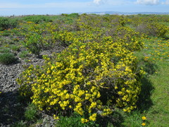 Osteospermum moniliferum
