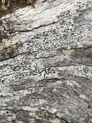 Xylographa parallela