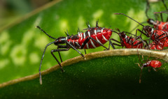Leptoglossus lineosus