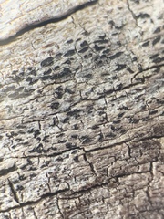 Xylographa parallela