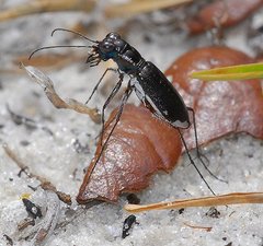 Cicindela scabrosa