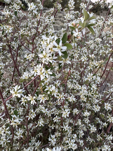 Utah serviceberry (Amelanchier utahensis)