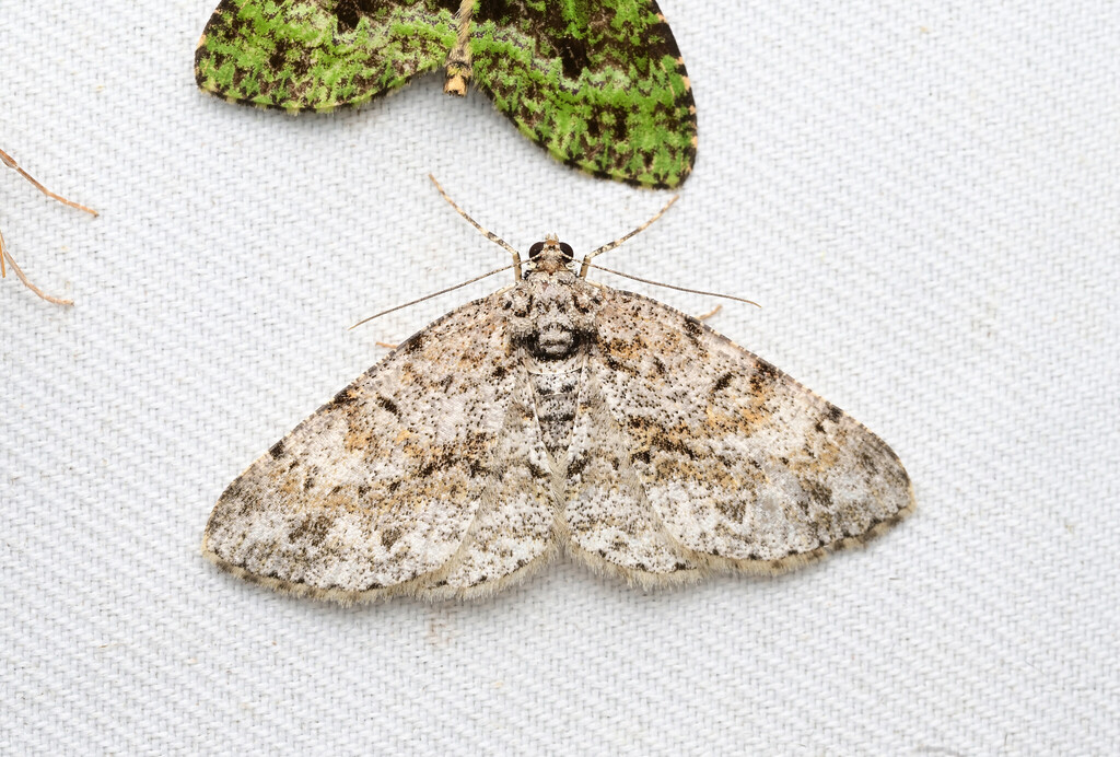 Psilalcis rotundata