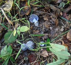 Cortinarius subsolitarius