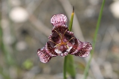 Tigridia bicolor