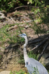 Apalone spinifera spinifera