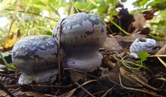 Cortinarius subsolitarius
