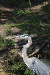 Apalone spinifera spinifera