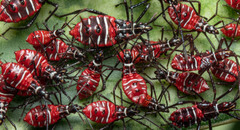 Leptoglossus lineosus