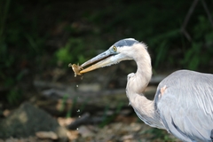 Apalone spinifera spinifera